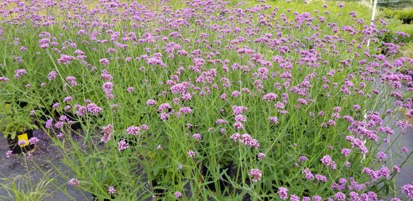 Verbena bonariensis