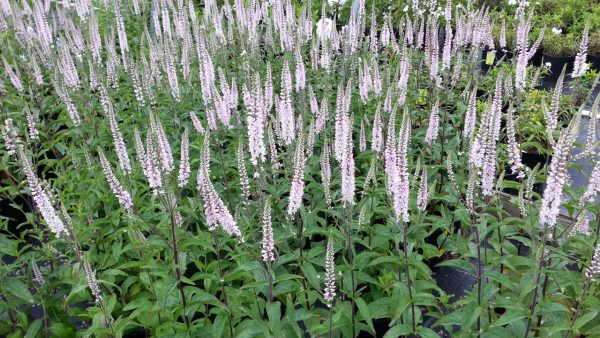 Veronica spicata