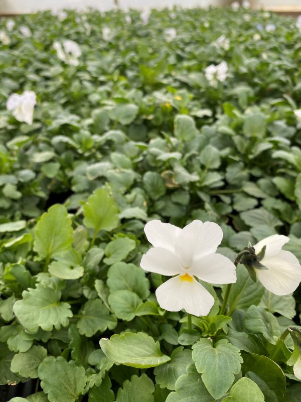 Viola