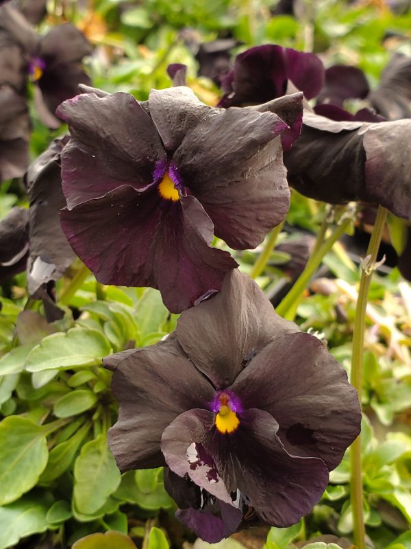 Viola cornuta