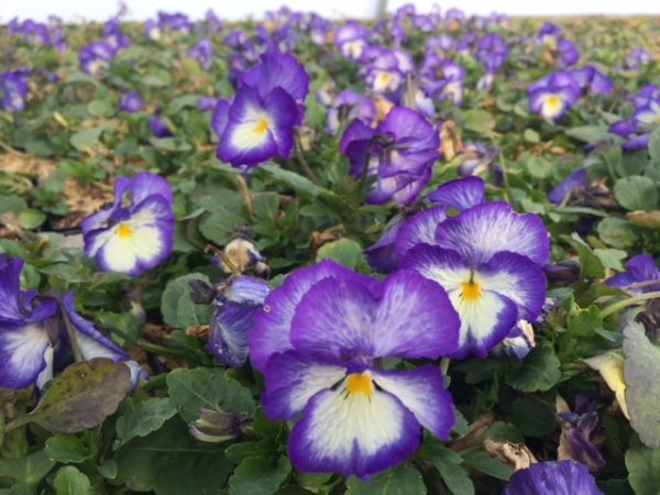 Viola