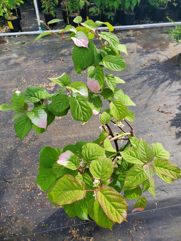 Actinidia kolomikta male