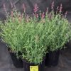 Agastache