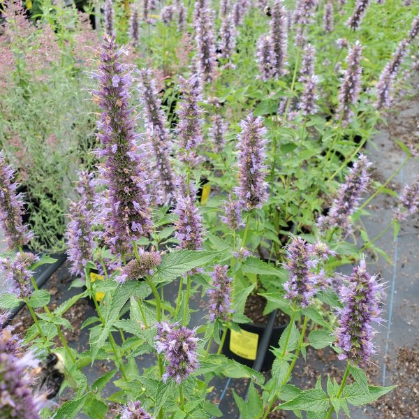 Agastache