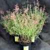 Agastache rupestris