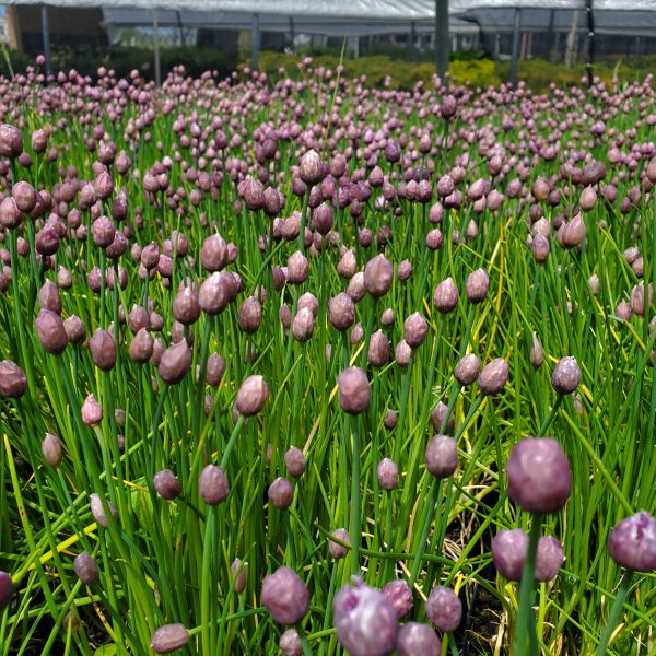 Allium schoenoprasum