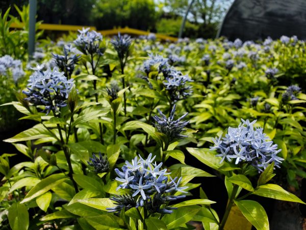 Amsonia tabernaemontana