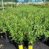 Amsonia - Image 2