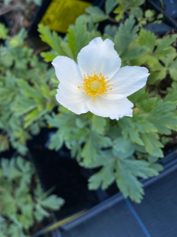 Anemone sylvestris