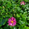 Anemone - Image 2
