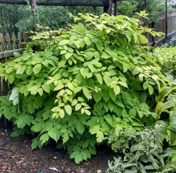 Aralia cordata