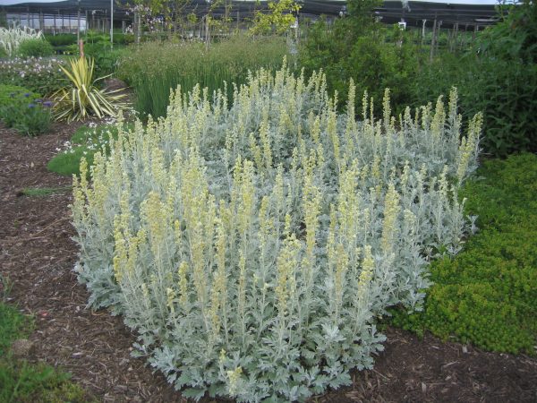 Artemisia stelleriana