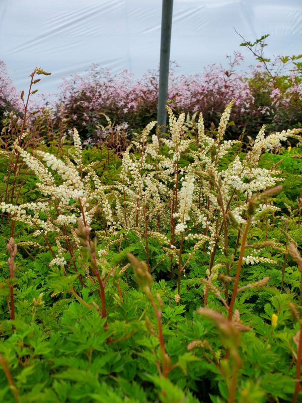 Aruncus aethusifolius