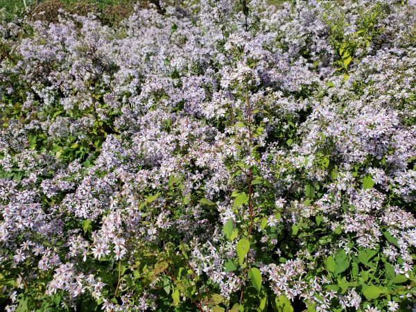Aster cordifolius