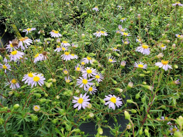 Aster linariifolius