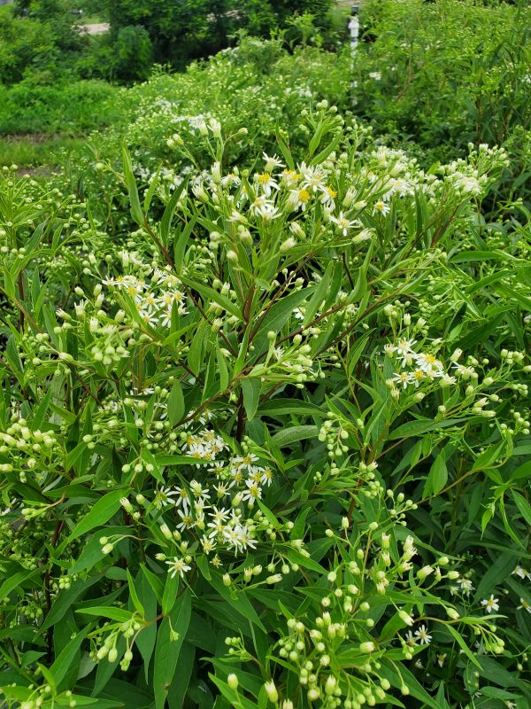 Aster umbellatus