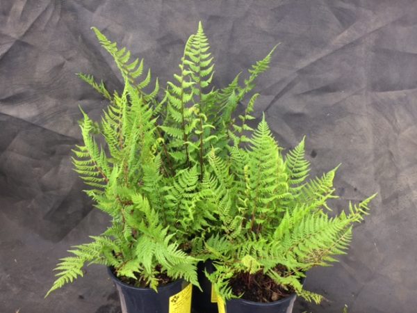 Athyrium filix-femina