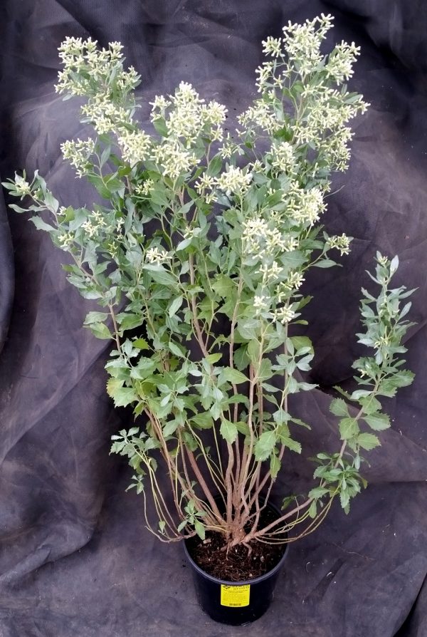 Baccharis halimifolia - Image 2