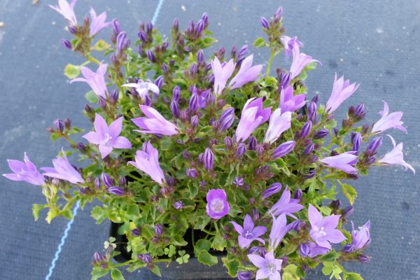 Campanula portenschlagiana - Image 2