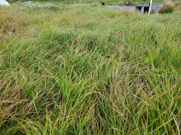 Carex bicknellii