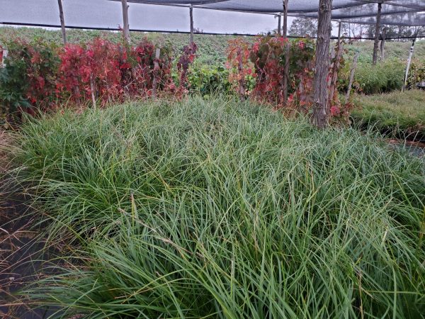 Carex cherokeensis