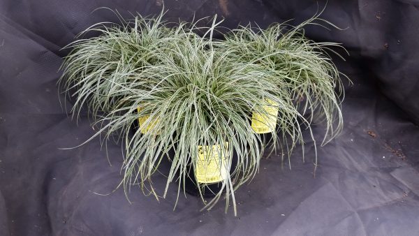 Carex conica