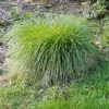 Carex divulsa - Image 2