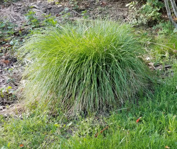 Carex divulsa - Image 2