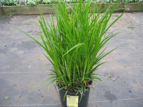 Carex grayi - Image 3