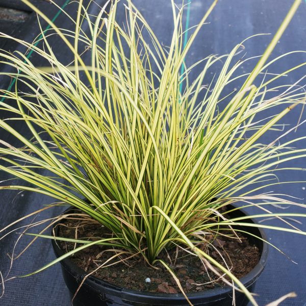 Carex ornithopoda