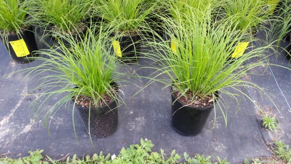 Carex pensylvanica