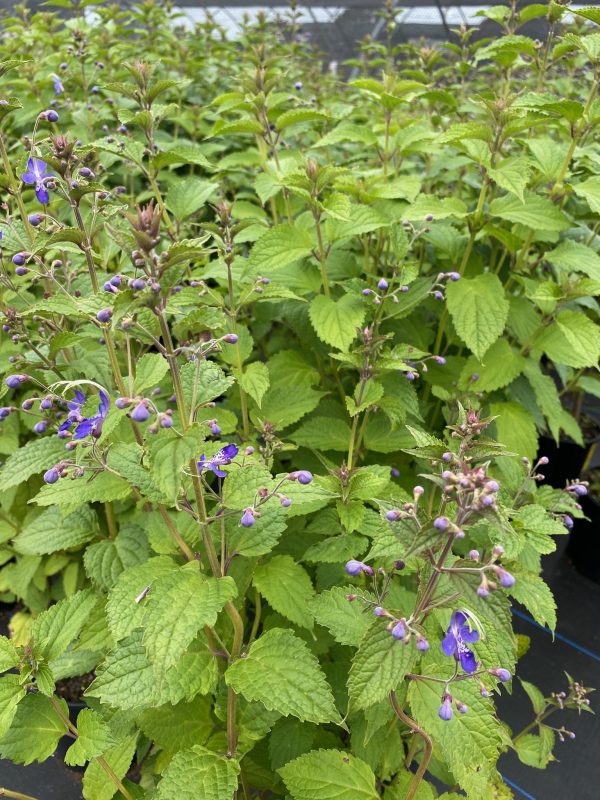 Caryopteris divaricata