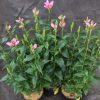 Chelone lyonii