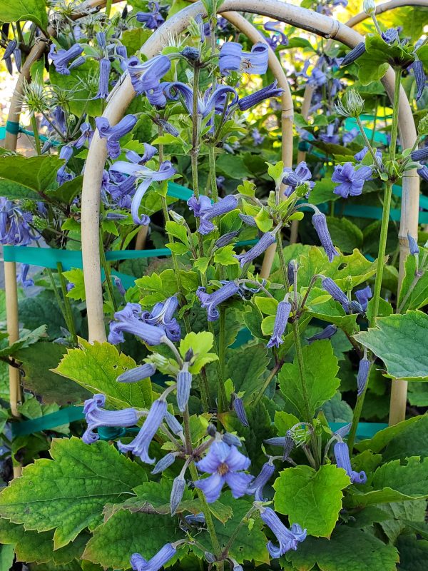 Clematis heracleifolia var. davidiana