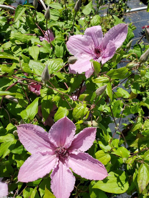 Clematis