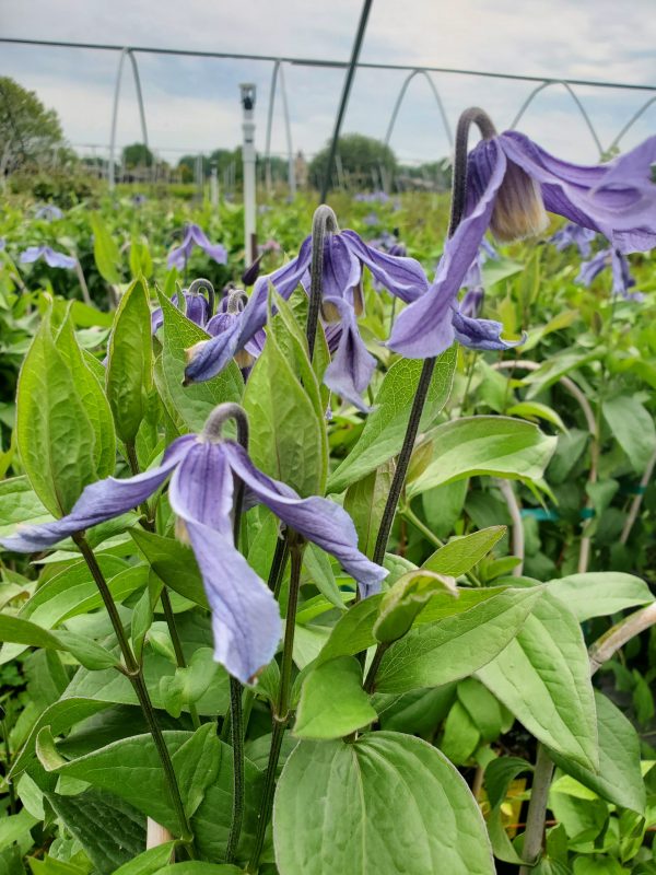 Clematis