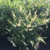 Clethra alnifolia