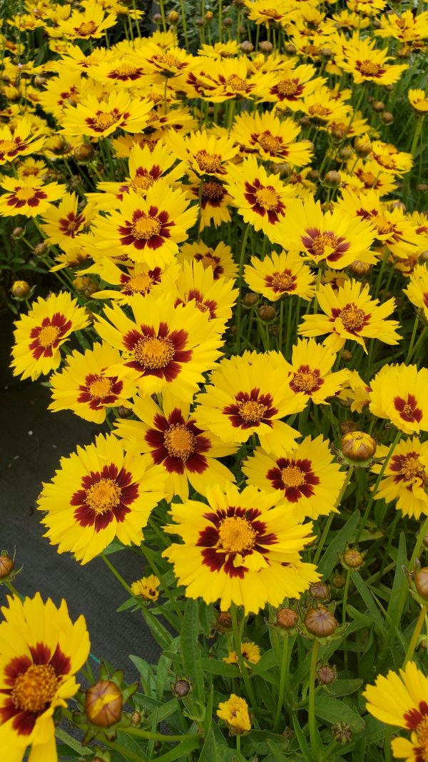 Coreopsis