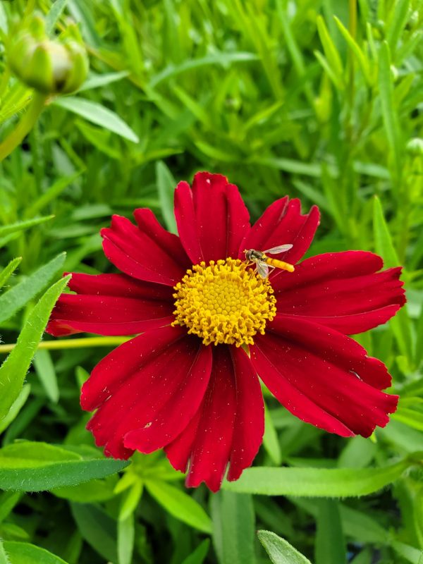 Coreopsis