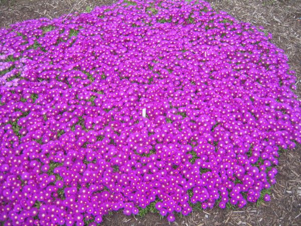 Delosperma ashtonii - Image 2