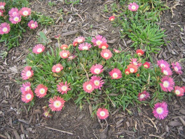 Delosperma dyeri