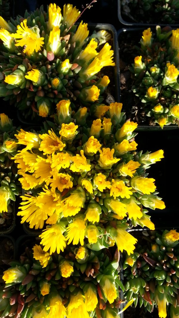 Delosperma