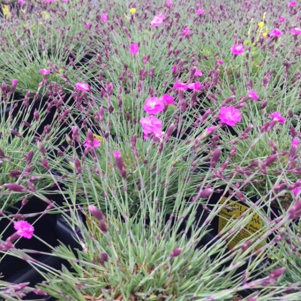 Dianthus