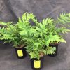 Dryopteris goldiana - Image 2