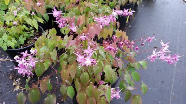 Epimedium