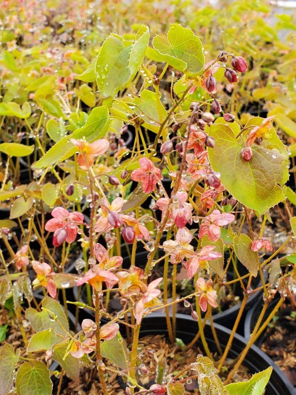 Epimedium warleyense