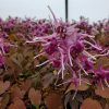 Epimedium - Image 2