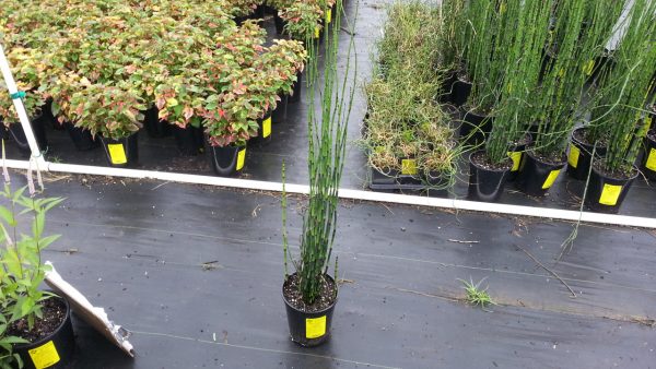 Equisetum hyemale var. robustum