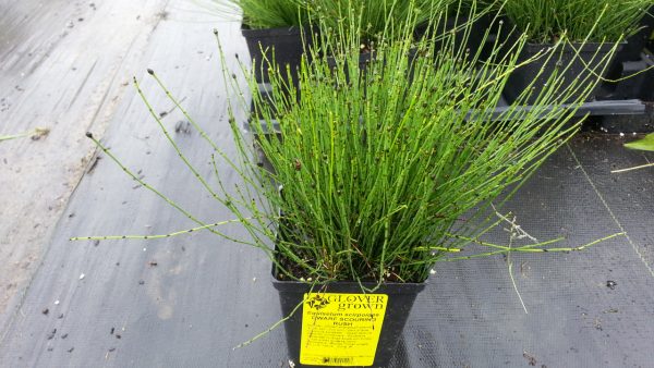 Equisetum scirpoides