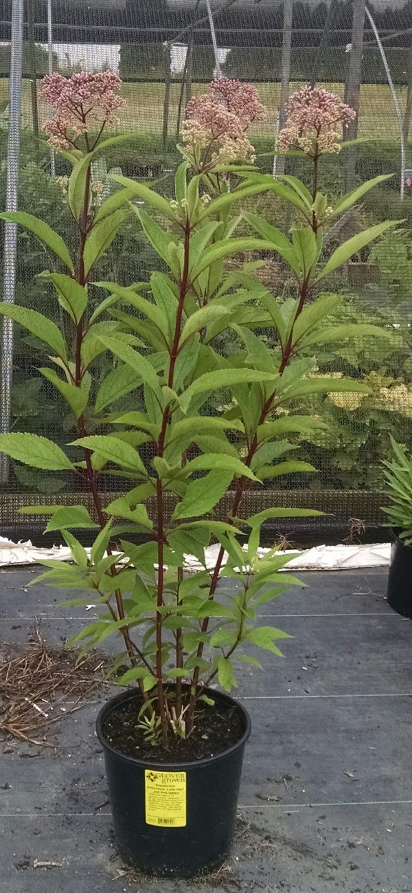 Eupatorium purpureum